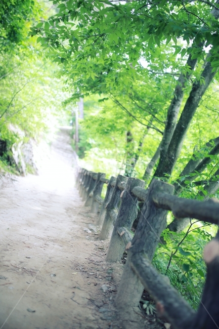 자연,풍경,봄,담장,참나무,길,산책길,식물,자연,plants,nature,나무,trees,wood
