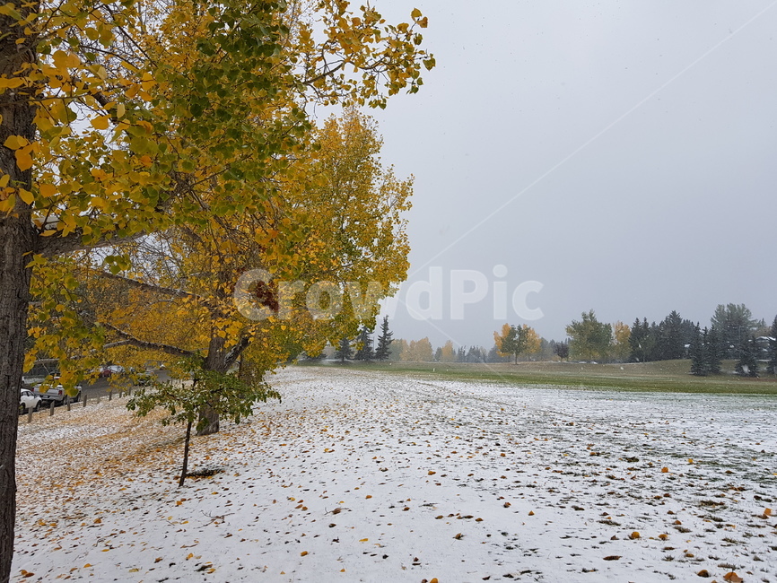 첫눈,눈,풍경,경치,캘거리,snow,자연,풍경,nature,landscape,tree,나무,plant,식물