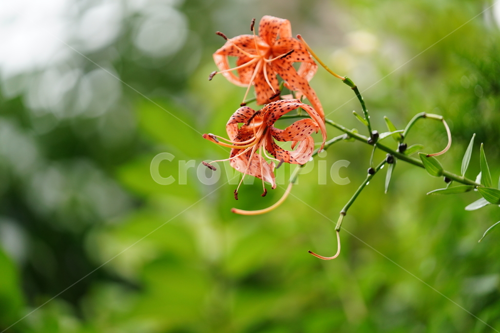 꽃,녹색,색감,자연,플라워,식물,생명,생물,계절,flower