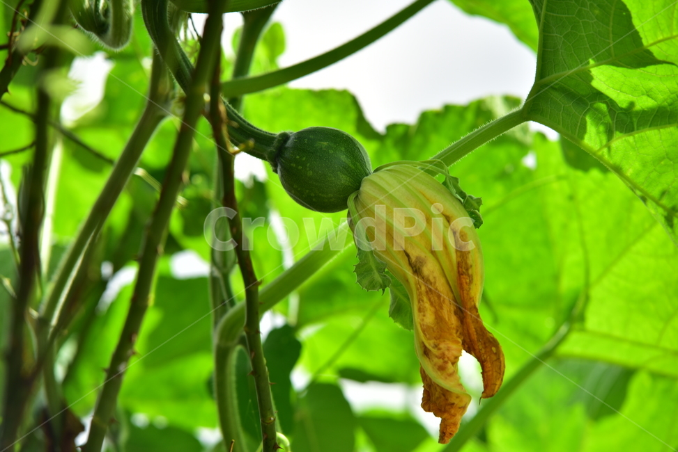 호박,호박잎,큰잎,호박꽃,호박열매,애호박,노란꽃,식물,pumpkin,flower,plant,leaf,식물,자연,plants,nature