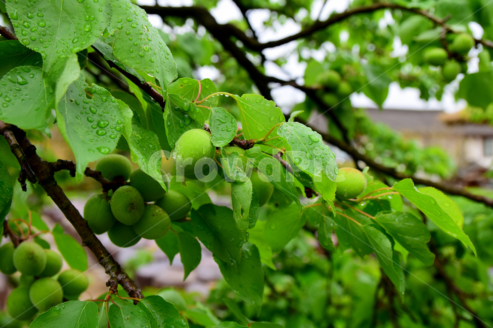 매실,열매,청매,청매실,초록,매실가지,매실나무,매실잎,매실새싹,plum