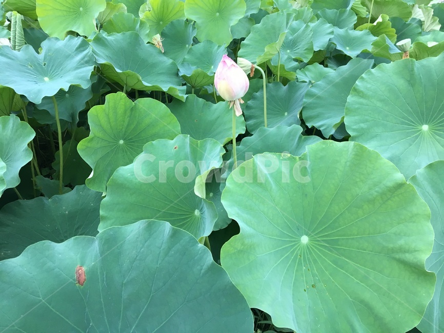 연꽃,자연,꽃,꽃봉오리,연잎