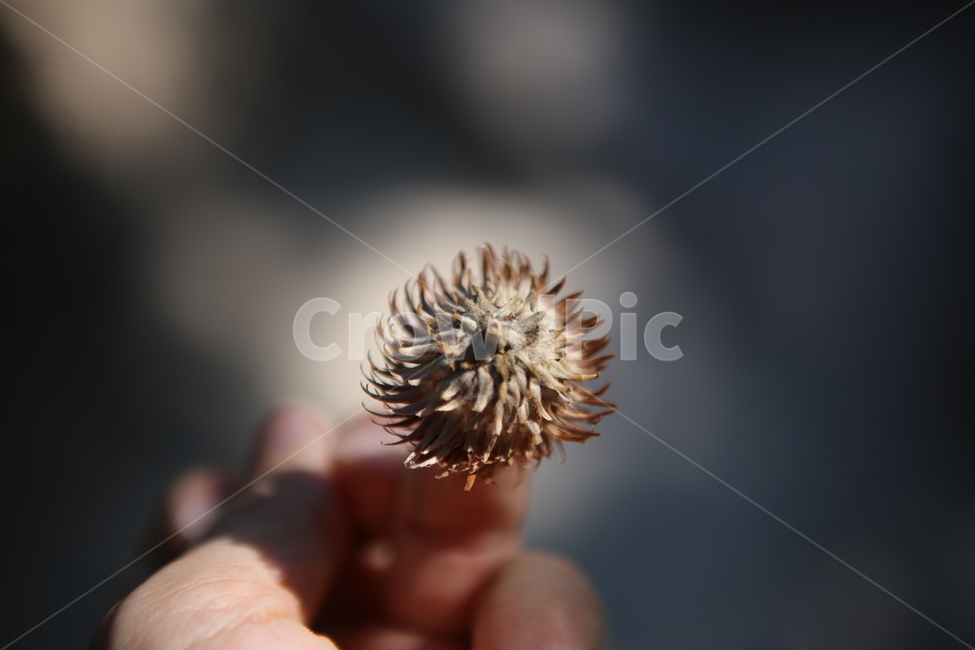 자연,도토리머리,손,hand,nature,식물,자연,plants,nature,사람,인물,인간,human,person,신체일부,몸,body