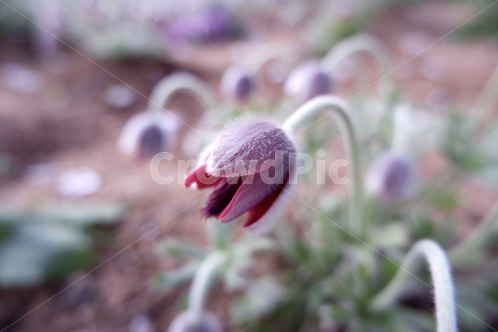 싹,꽃,식물,화단,할미꽃,bud,blossom,flower,plant,pasqueflower
