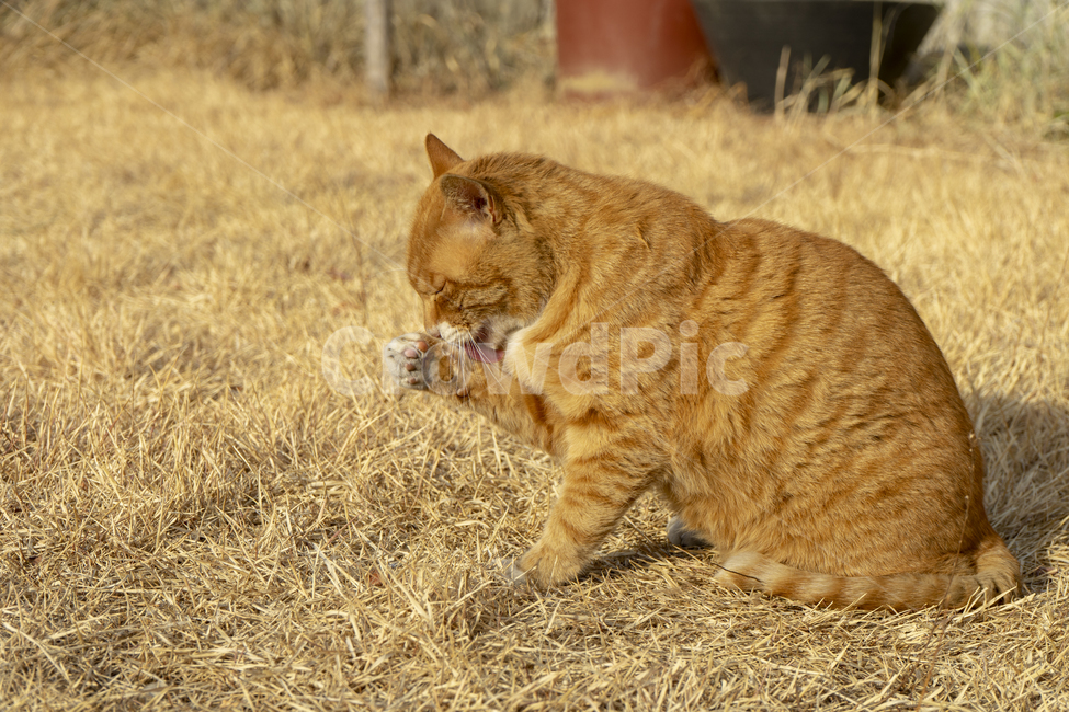 고양이,야옹이,길냥이,동물,cat,animal