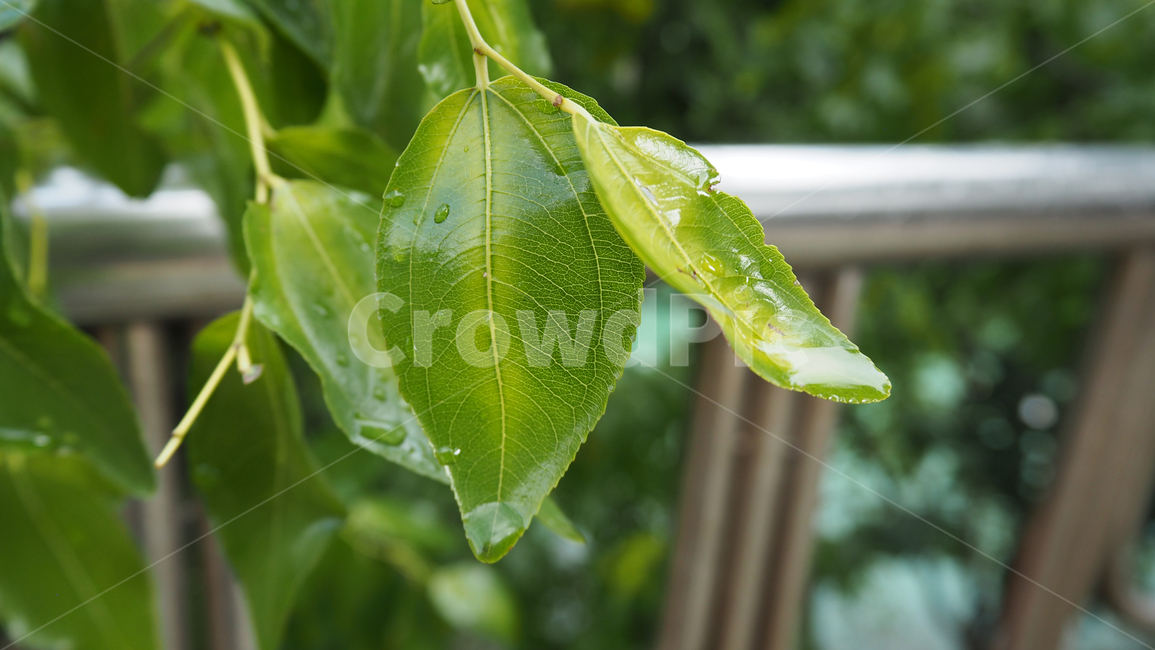 식물,야외,그린,plants,outdoors,green,식물,자연,plants,nature