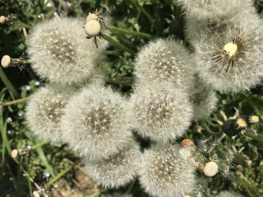민들레홀씨,민들레,꽃,자연,식물,플라워,plants,flower,nature,풀,봄,4월,씨앗