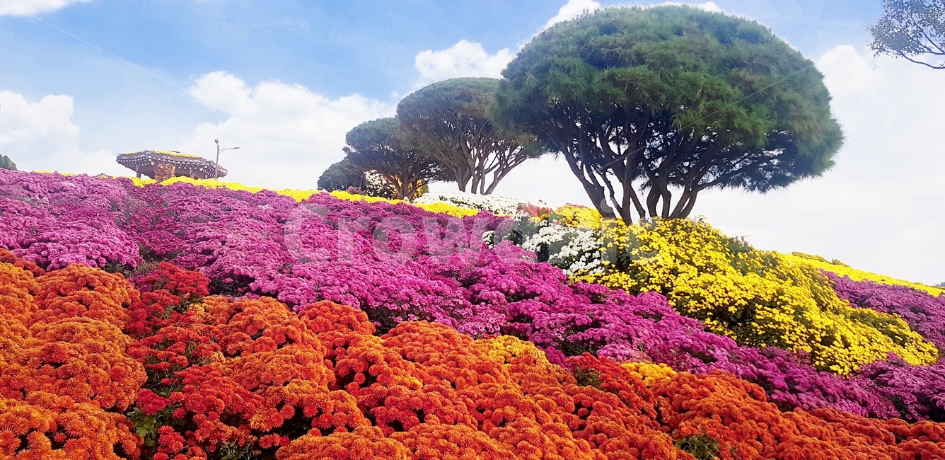 자연,경관,flower,plant,식물,nature,배경,꽃밭,꽂밭,가을,꽃,자연,풍경,nature,landscape