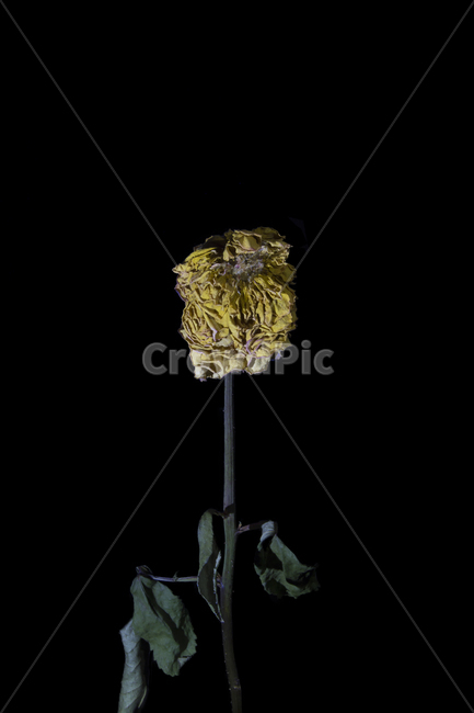 plant,식물,꽃,flower,시든꽃,노란색꽃,꽃잎많음,식물,자연,plants,nature,꽃,flower