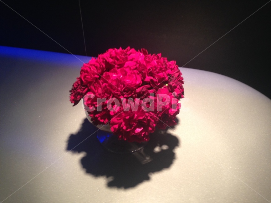 plant,식물,blossom,flower,꽃