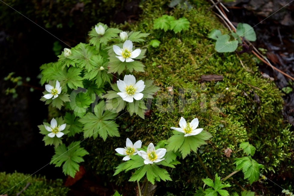 모데미풀,봄,야생화,꽃,청태산,강원도,봄꽃,고산야생화,감성,wildflower,산꽃,봄야생화,계곡,이끼,꽃말,슬픈추억,아쉬움,MegaleranthissaniculifoliaOhwi,금매화아재비,운봉금매화,식물,자연,식생,생태,식물,자연,plants,nature,꽃,flower