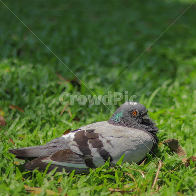 새,동물,비둘기,animal,조류,bird,동물,animal,조류,새,birds