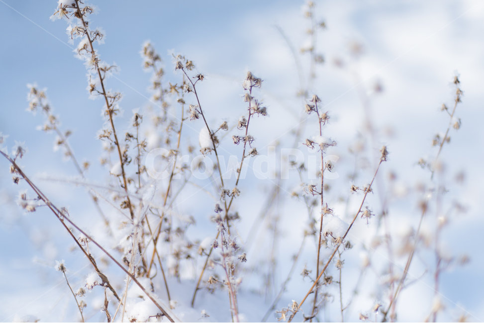 겨울,눈꽃,겨울풍경,눈,겨울꽃,겨울,계절,winter,season,식물,자연,plants,nature,감성,sensible,feeling
