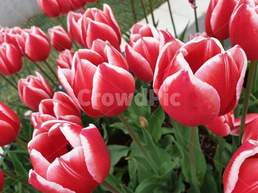꽃,봄,flower,자연,튤립,빨강