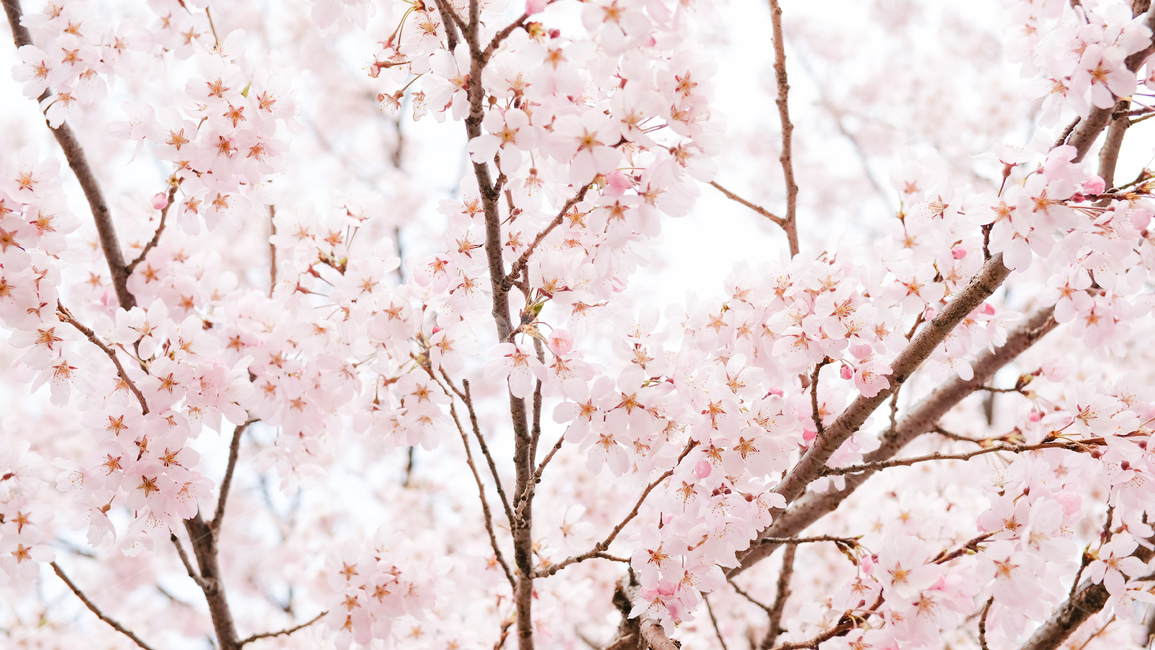 봄,벚꽃,자연,꽃,cherryblossom,sakura,spring,nature,flower,봄,계절,spring,season,plant,식물,cherry blossom,blossom