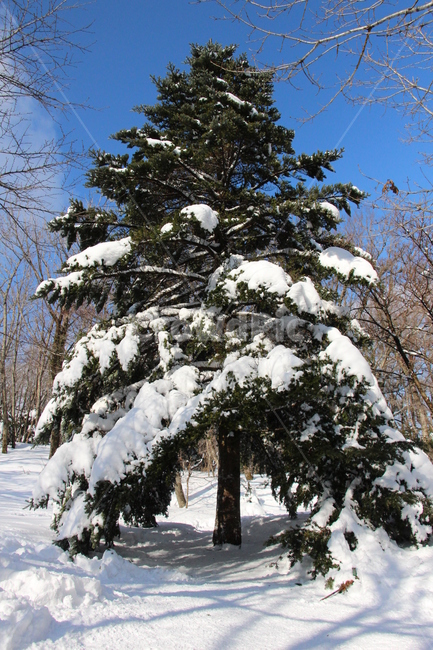 나무,트리,눈,겨울,풍경,tree,plant,식물,전나무,fir,크리스마스트리,한라산,설산,등산