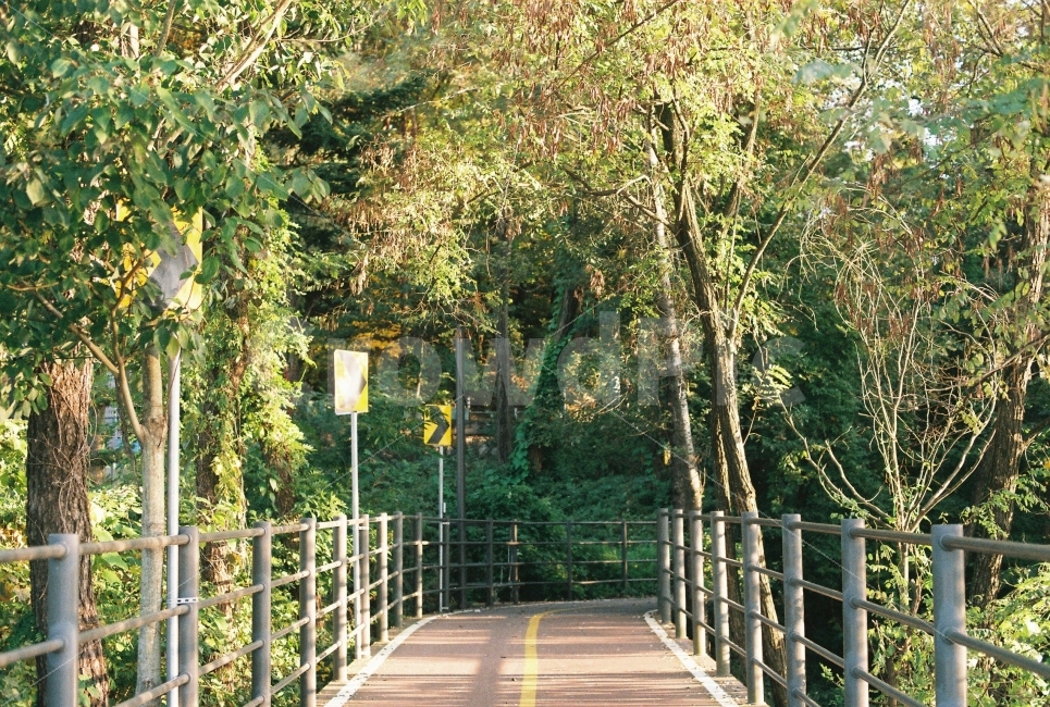 자연,길,나무,화살표,가을,자연,풍경,nature,landscape,감성,sensible,feeling,banister,난간,handrail,railing