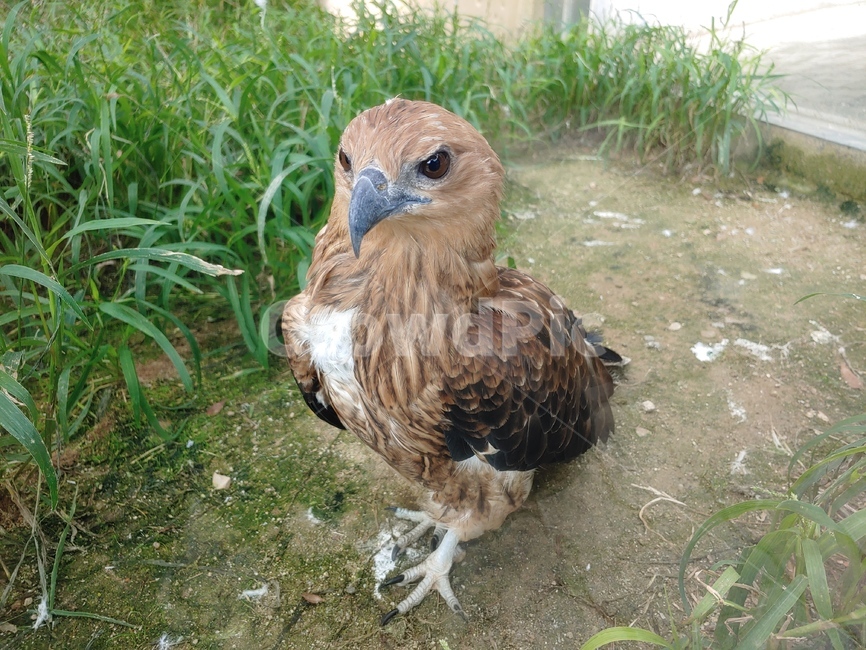 poultry,동물,fowl,가금류,bird,새,animal,매,맹금,맹금류,참매,동물,animal,조류,새,birds