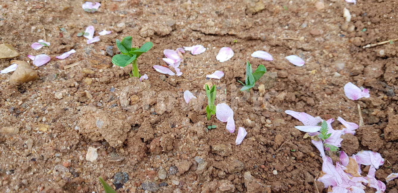벛꽃,시작,새싹,plant,흙,flower,떡잎,따뜻한,여린,작은