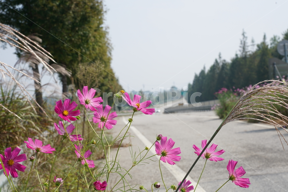 도로변코스모스,코스모스,가을꽃,가을,두상화,국화과,cosmos,flower,plant,식물,blossom,꽃,식물,자연,plants,nature