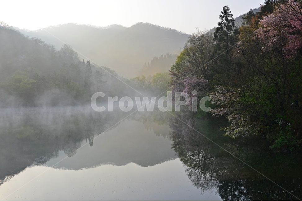 전남,화순,세량지,세량제,물안개,벚꽃,산벚꽃,봄,계절,반영,아침,여명,해돋이,nature,자연,outdoors,옥외,fog,안개,weather,날씨,자연,풍경,nature,landscape