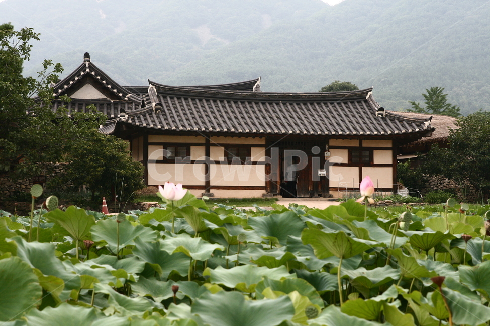 기와,연꽃,한국자연풍경,기와지붕,자연,한국관광지,nature,landscape