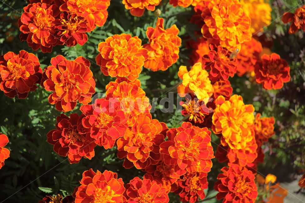 메리골드,꽃,식물,marigold,국화과,만수국,식물,자연,plants,nature,꽃,flower