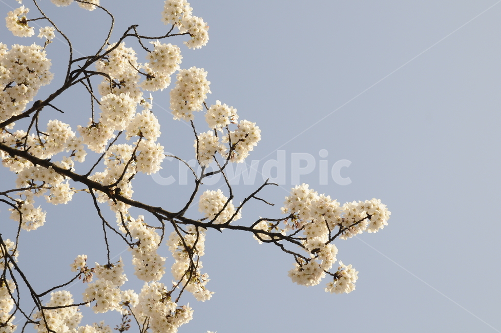 벚꽃,사쿠라,소풍,봄,나들이,자연,봄나들이,꽃송이,flower,plant,blossom,식물,꽃