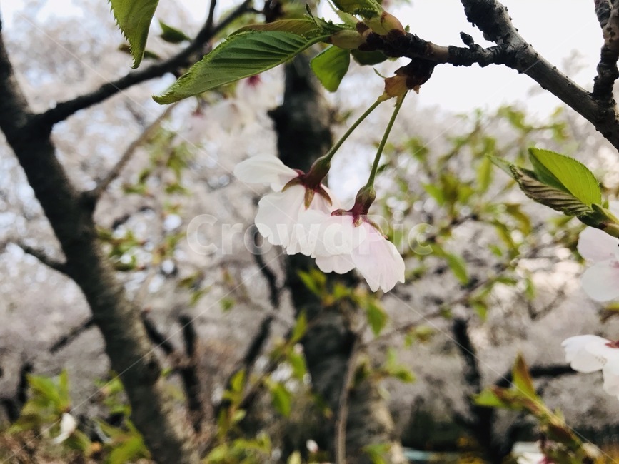 벚꽃,벚꽃나무,봄,봄꽃,벚꽃잎,벚꽃엔딩,반고흐,아몬드나무,식물,자연,plants,nature,꽃,flower,나무,trees,wood