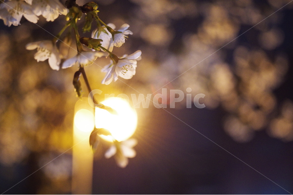 봄,벚꽃,야경,봄꽃,자연,밤,가로등,배경화면,바탕화면,계절,꽃잎,nature,beauty,beautiful,cherryblossom,spring,season,springflower,petal,sakura,night,light,background,bulb,flower,봄,계절,spring,season,야경,밤,풍경,nightscape,night,landscape,식물,자연,plants,nature,꽃,flower,빛,flare,플레어