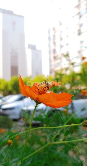 꽃,flower,가을,벌,코스모스,황화코스모스,식물,자연,plants,nature,꽃,flower,곤충,벌레,insect,bug