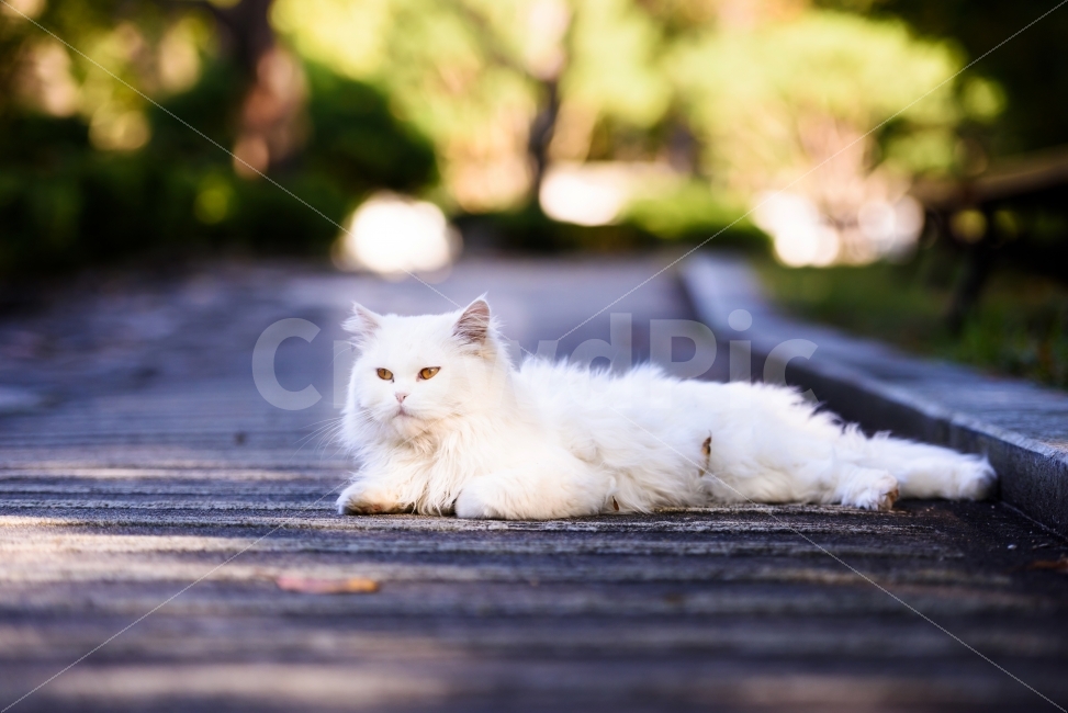 애완동물,페르시안캣,고양이,애완고양이,반려묘,동물,휴식,힐링,rest,relaxation,healing,동물,animal,포유류,mammal,고양이,cat,kitten,kitty