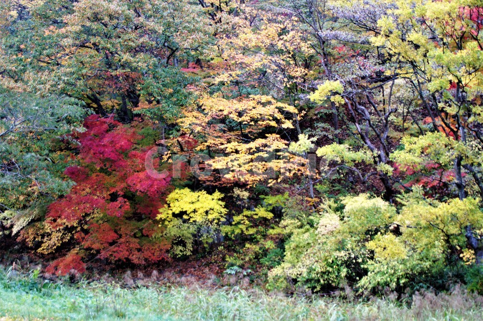 가을,단풍,낙엽,자연,나무,풍경,울긋불긋,계절,아름다움,식물,숲속,fall,trees,nature,autumn,season,단풍잎,단풍나무,자연풍경,감성,가을,계절,fall,autumn,season,자연,풍경,nature,landscape,tree,plant