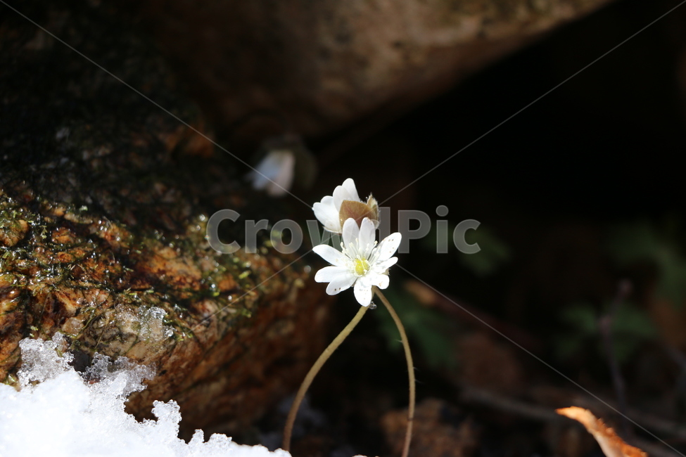 바위,돌,꽃,바위꽃,자연,식물,plant,flower,nautre,감성,흰꽃,얼음,겨울,눈,야외,outdoors,식물,자연,plants,nature,꽃,flower