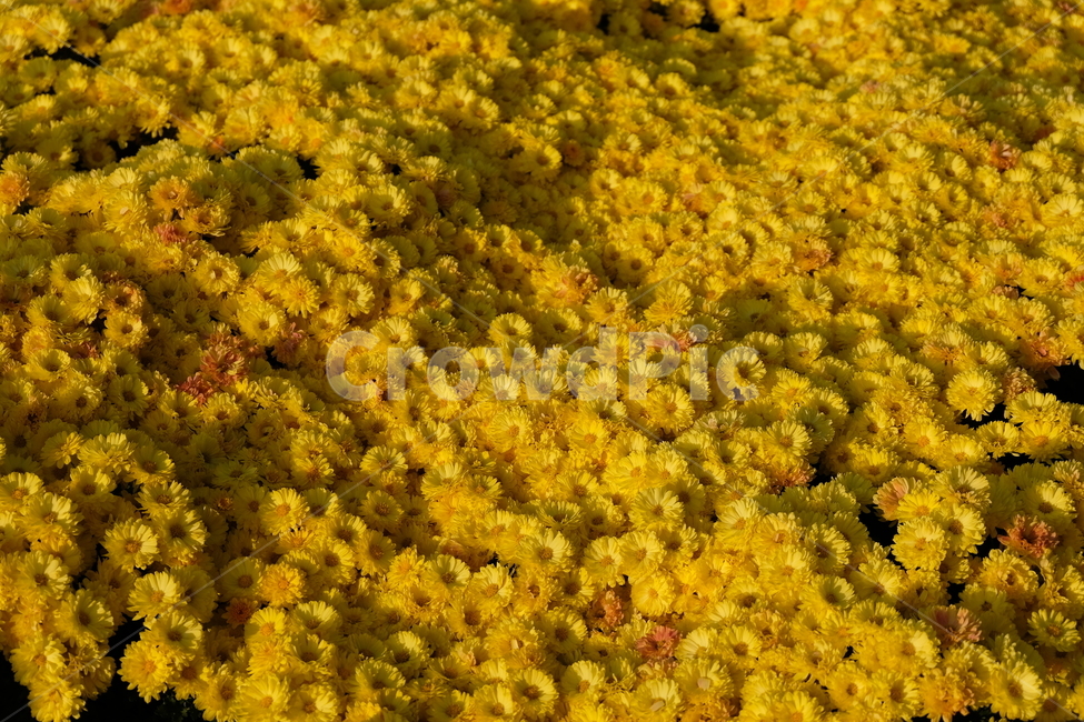 국화,노란국화,꽃,자연,풍경,chrysanthemum,flower,nature,식물