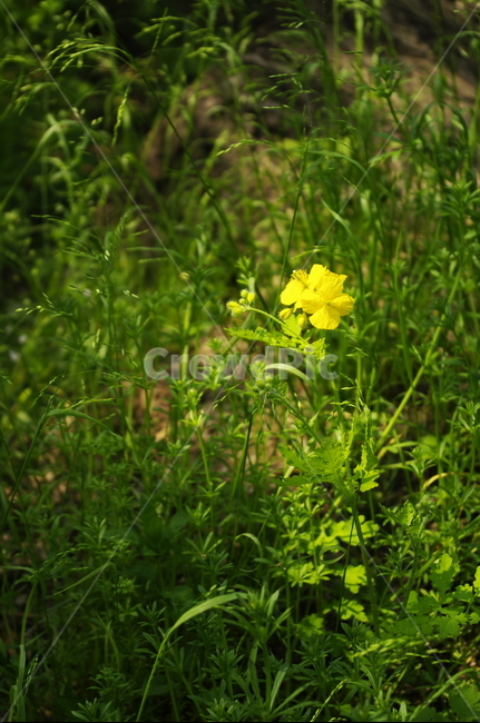꽃,flower,계절,봄,spring,식물,plant,자연,nature,식물,자연,plants,nature,꽃,flower
