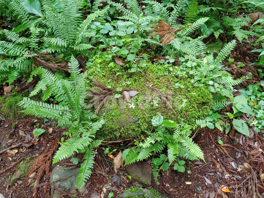 고사리,이끼,숲,풀,흙,green,woods,plant,식물,자연,nature,환경,environment,신선한,fresh,trees,leaf,leaves