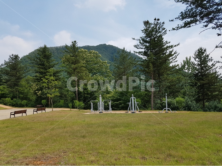 나무,숲,공원,park,tree,forest,자연,풍경,nature,landscape,plant,식물,grass,잔디,fir,전나무