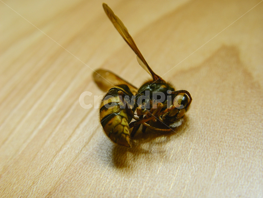 wasp,deadbee,insect,nature,fear,말벌,죽은벌,곤충,자연,무서움