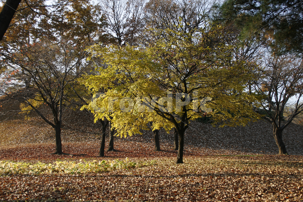 가을,단풍,풍경,나무,숲,가을,계절,fall,autumn,season,tree,plant,식물,tree trunk,나무 줄기,ground,바닥