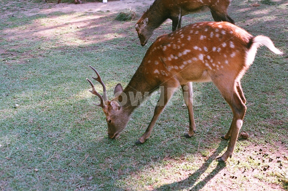 일본,나라,사슴,필름,필름카메라,동물,사슴공원