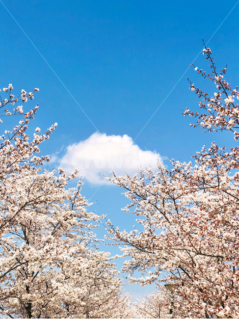 plant,식물,blossom,flower,꽃,cherryblossom,벚꽃,구름,하늘,sky,봄