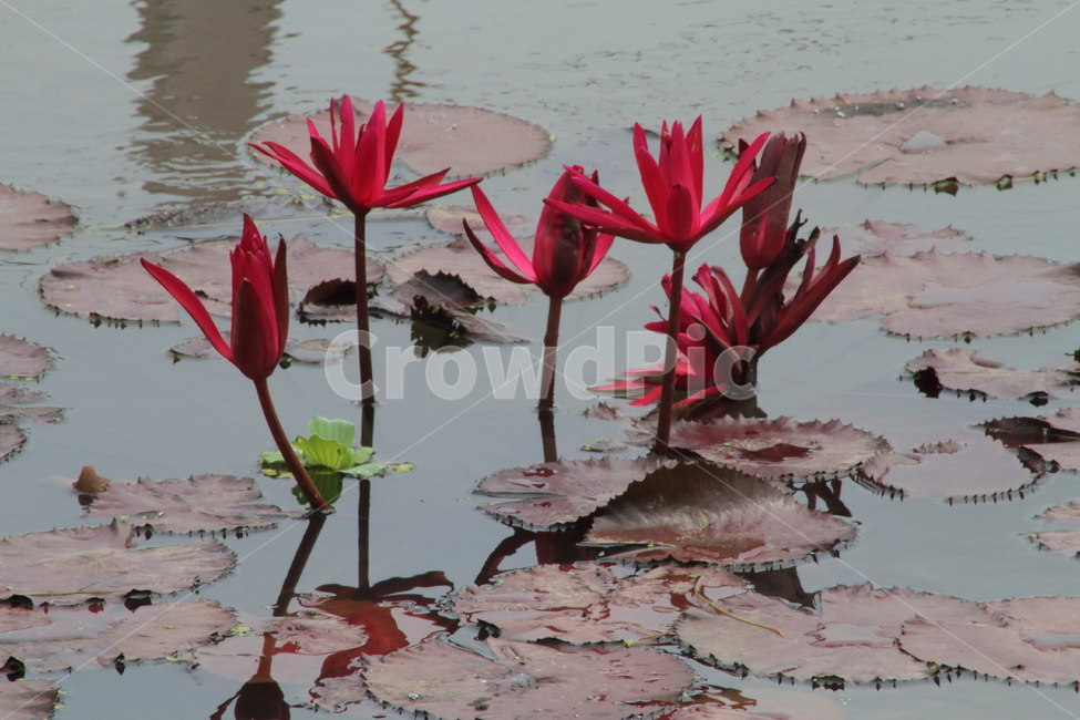 연,수련,꽃,식물,waterlily,식물,자연,plants,nature,꽃,flower