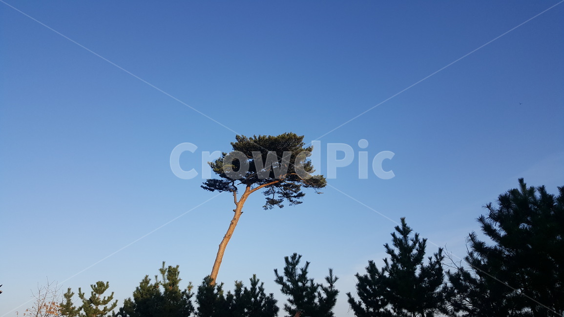 tree,나무,plant,식물,소나무,pinetree