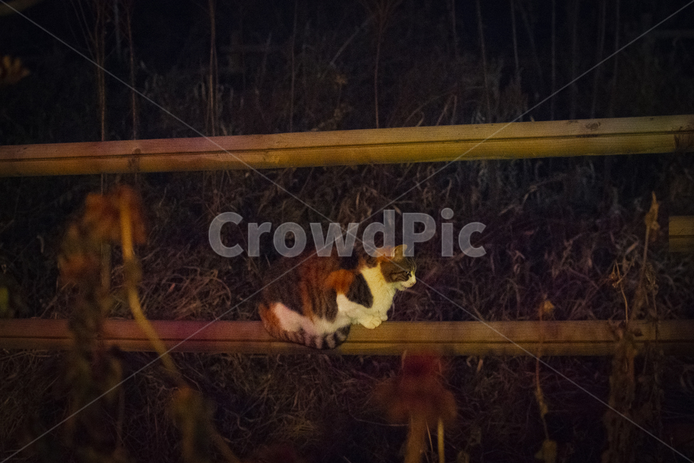 고양이,야경,cat,night,길거리,냐옹이,street,동물,animal,포유류,mammal,고양이,cat,kitten,kitty