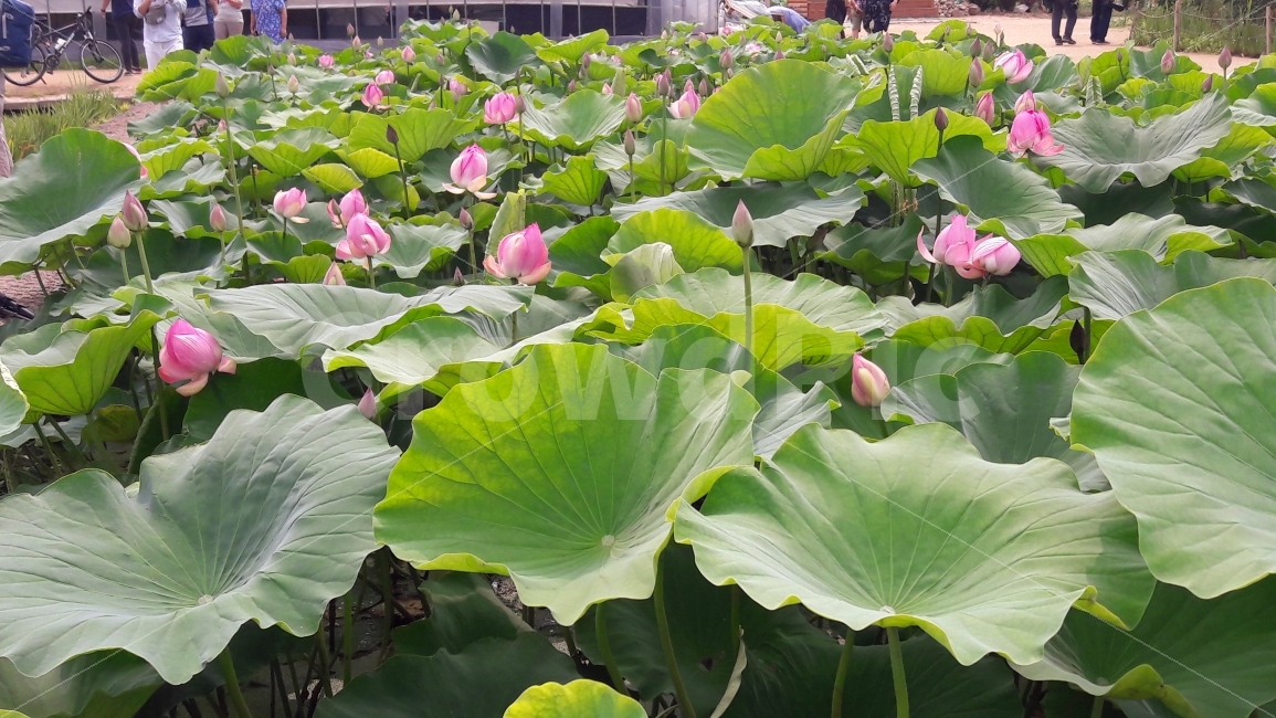 연꽃,연잎,배경,여름,힐링,식물,자연,plants,nature,꽃,flower