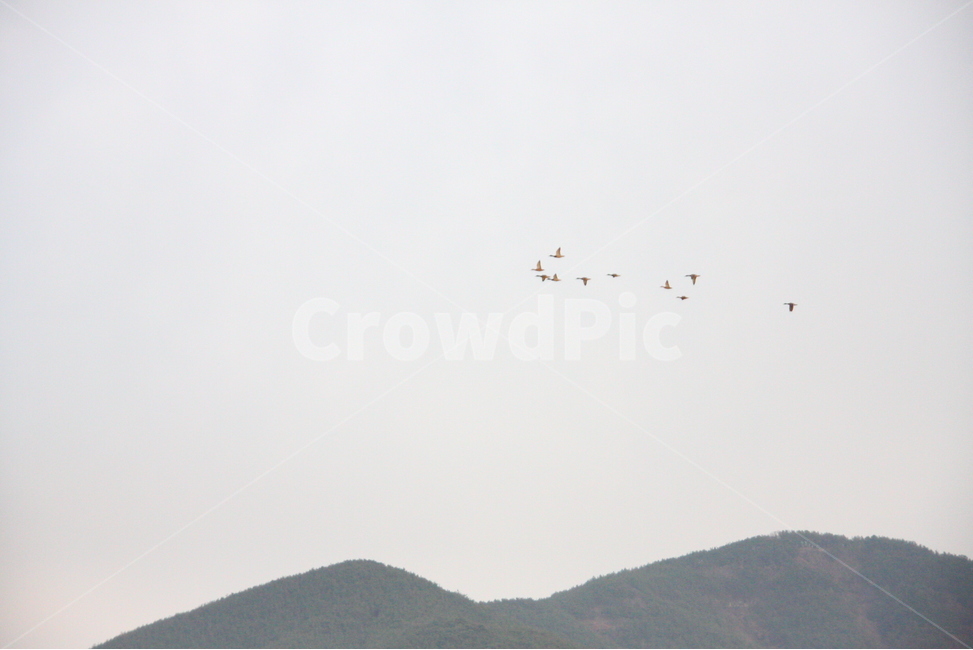 겨울,하늘,새,철새,풍경,자연,풍경,nature,landscape,동물,animal,조류,새,birds,flying,나는,bird,adventure,모험,leisure activities,레저 활동