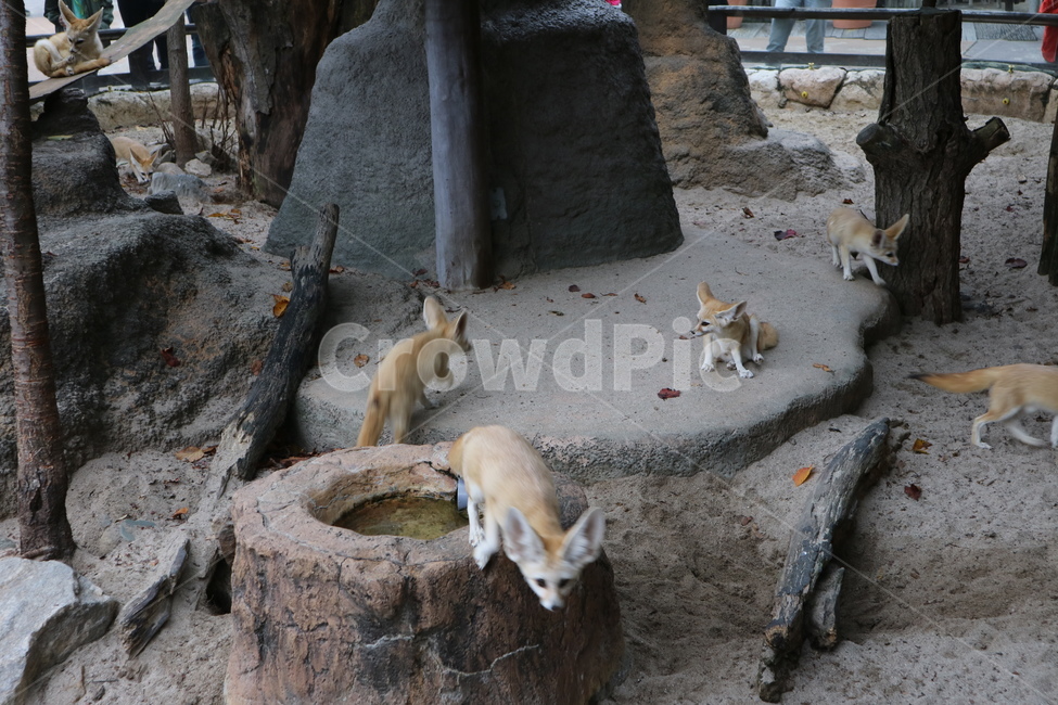 사막여우,여우,동물,동물원,페넥여우,동물,animal,포유류,mammal