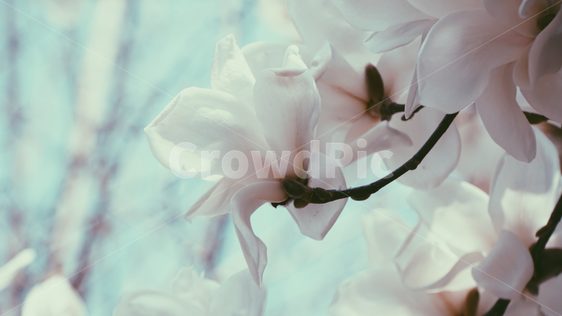 꽃,목련,봄,연분홍,봄꽃,봄,계절,spring,season,식물,자연,plants,nature,꽃,flower,blossom,petal,꽃잎,plant,geranium,제라늄