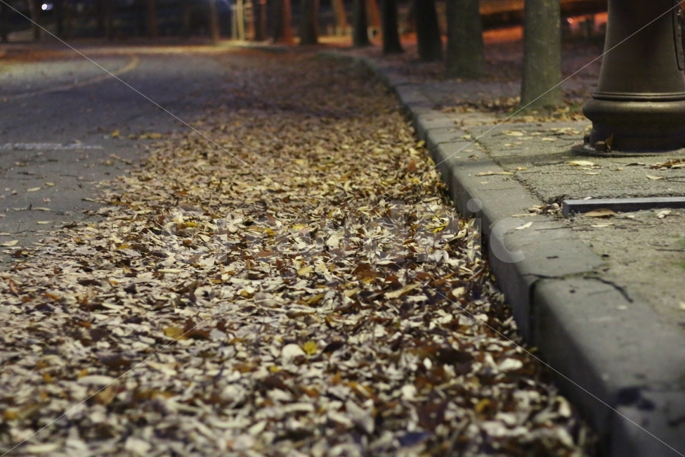 가을,낙엽,단풍,밤,감성,가을,계절,fall,autumn,season,ground,바닥